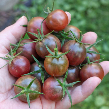 W9558 POMIDOR BLACK CHERRY KOKTAJLOWY WYSOKI GRUNTOWY 0,3G NASIONA POMIDORKI