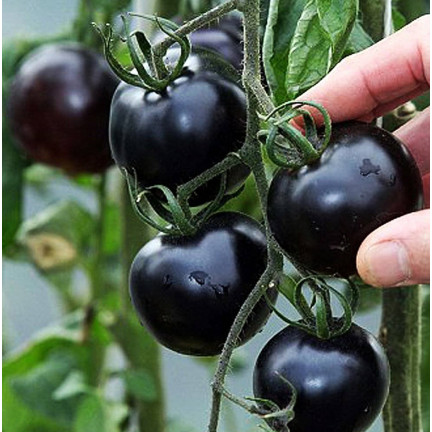 W6830 POMIDOR GRUNTOWY WYSOKI BLACKBALL NASIONA 0,3G ODMIANA ŚREDNIOPÓŹNA