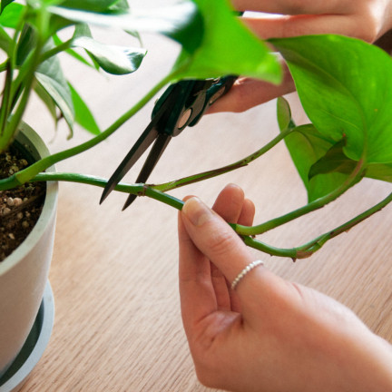 SUM28 SUMIN Multiroots ukorzeniacz, ukorzenia sadzonki cebulki roślin ozdobnych 100 ml