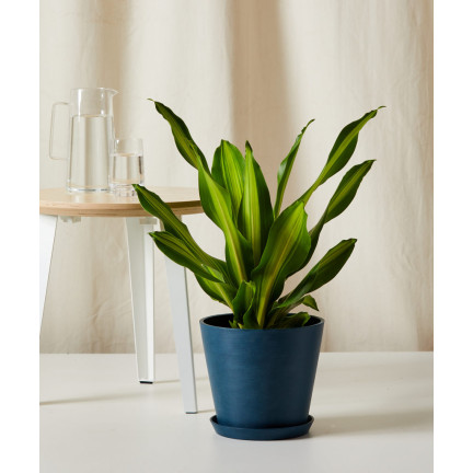BIO9 ZIEMIA DO PALM JUK DRACEN 5L PODŁOŻE DO ROŚLIN ZIELONYCH Z NAWOZEM BIOVITA