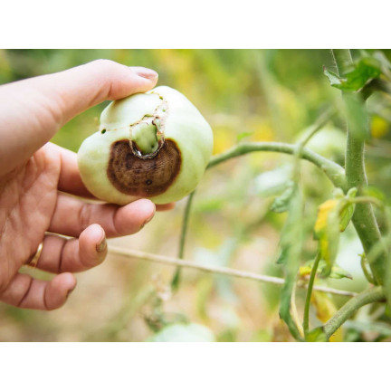 SUM38 HELP PLANT CA, płynny wapń, nawóz do drzew krzewów owoców warzyw 20ml, Sumin na niedobory