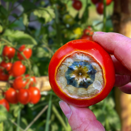 SUM38 HELP PLANT CA, płynny wapń, nawóz do drzew krzewów owoców warzyw 20ml, Sumin na niedobory