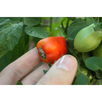 SUM38 HELP PLANT CA, płynny wapń, nawóz do drzew krzewów owoców warzyw 20ml, Sumin na niedobory