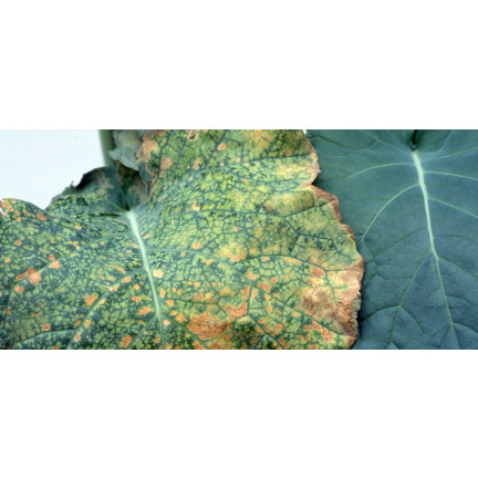 SUM37 Help Plant B, oprysk na niedobory boru 20 ml, Zwalcza Zgorzel Liści