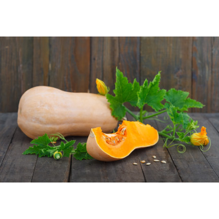 Z3036 Nasiona Dyni DYNIA PIŻMOWA BUTTERNUT nasiona warzyw BEZWŁÓKNISTA