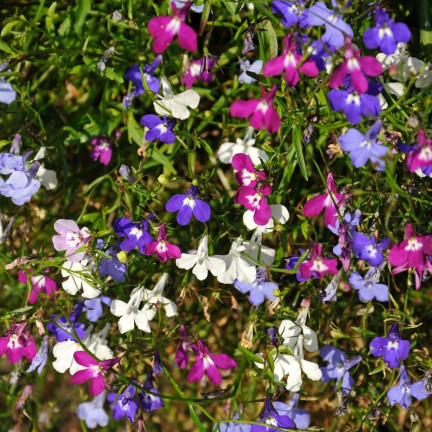 R5837 LOBELIA ZWISAJĄCA CASCADE MIXED 0,1G NASIONA KWIATÓW LOBELII MIESZANKA