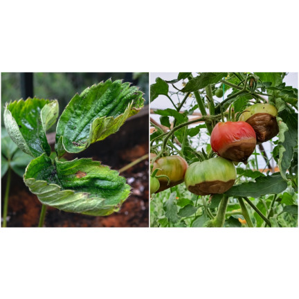 SUM38 HELP PLANT CA, płynny wapń, nawóz do drzew krzewów owoców warzyw 20ml, Sumin na niedobory