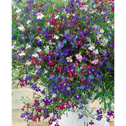 R5837 LOBELIA ZWISAJĄCA CASCADE MIXED 0,1G NASIONA KWIATÓW LOBELII MIESZANKA