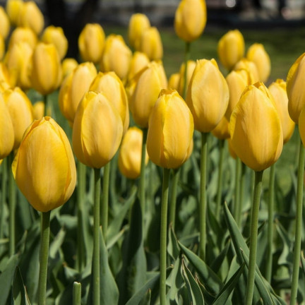 CEB7 TULIPAN YELLOW ANGEL CEBULKA CEBULKI KWIATÓW KWIATOWE 50SZT.
