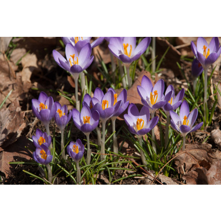 CEB10 KROKUS WIOSENNY BARR