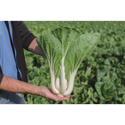 W3779 KAPUSTA PAK CHOI CHIŃSKA 1G NASIONA KAPUSTY CHIŃSKIEJ TORAF
