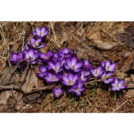CEB10 KROKUS WIOSENNY BARR