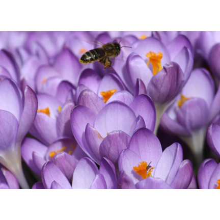 CEB10 KROKUS WIOSENNY BARR