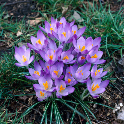 CEB10 KROKUS WIOSENNY BARR