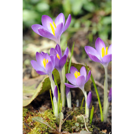 CEB10 KROKUS WIOSENNY BARR