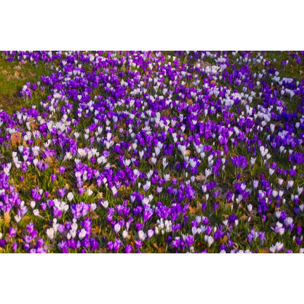 CEB10 KROKUS WIOSENNY BARR