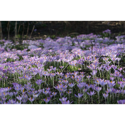 CEB10 KROKUS WIOSENNY BARR