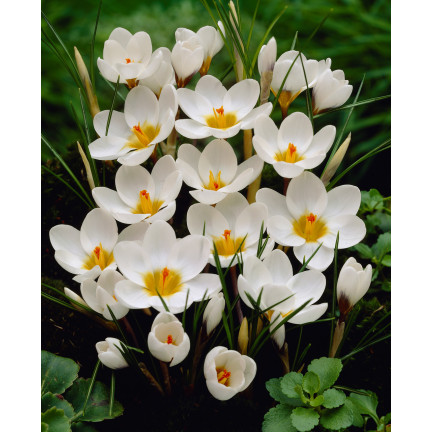 CEB11 KROKUS JEANNE D