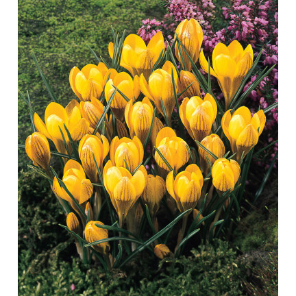 CEB18 KROKUS CEBULKI KROKUSÓW FUSCOTINCTUS CHRYSANTHUS 50szt.
