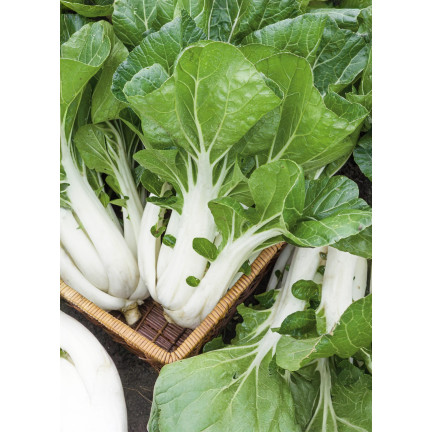 W3779 KAPUSTA PAK CHOI CHIŃSKA 1G NASIONA KAPUSTY CHIŃSKIEJ TORAF