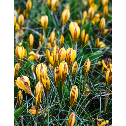 CEB18 KROKUS CEBULKI KROKUSÓW FUSCOTINCTUS CHRYSANTHUS 50szt.