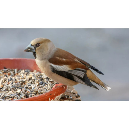 Mieszanka dla dzikich ptaków, karma całoroczna, ziarna zbóż, Turdus 1kg