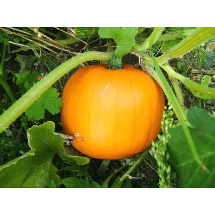 W1038 DYNIA OLBRZYMIA GOLIAS CUCURBITA MAXIMA NASIONA DYNIA OWOCE DO 30KG 4G