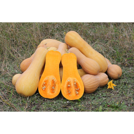 Z3036 Nasiona Dyni DYNIA PIŻMOWA BUTTERNUT nasiona warzyw BEZWŁÓKNISTA