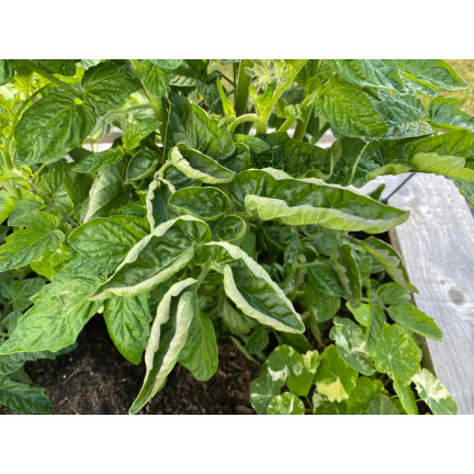 SUM39 Sumin Help Plant CU 20ml, oprysk na niedobór miedzi do roślin, uzupełnia niedobory miedzi