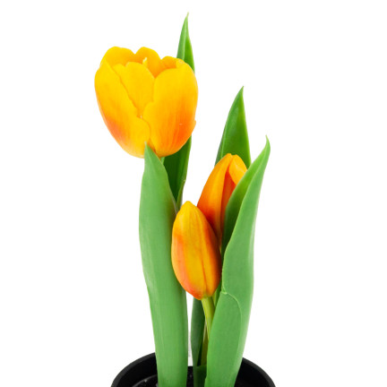 CV10553-4 TULIPAN TULIPANY GUMOWANE KWIATY JAK ŻYWE PREMIUM W DONICZCE POMARAŃCZOWE