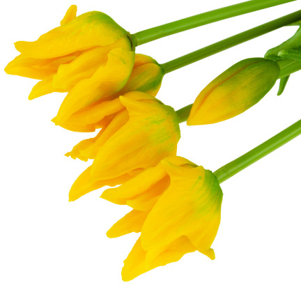 CV17691-3 TULIPANY TULIPAN BUKIET PAPUZIE GUMOWANE 5SZT JAK ŻYWE