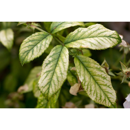 SUM41 Help Plant MG Magnez na choroby roślin, środek na niedobory magnezu 20 g Sumin