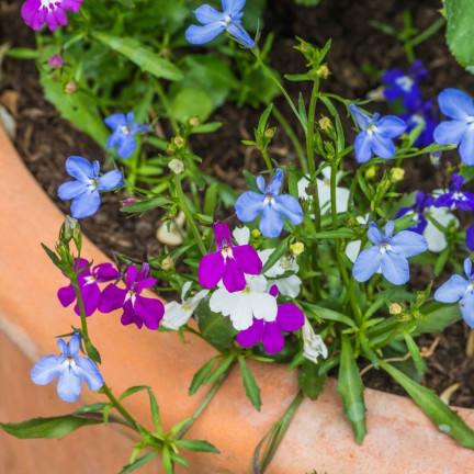 R5837 LOBELIA ZWISAJĄCA CASCADE MIXED 0,1G NASIONA KWIATÓW LOBELII MIESZANKA