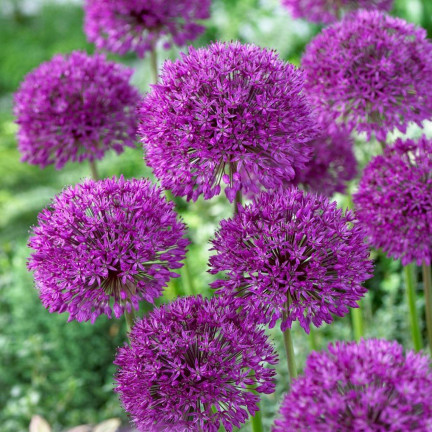 CEB21 CEBULKI KWIATÓW CZOSNEK OZDOBNY ALLIUM AFLATUNENSE 50szt.