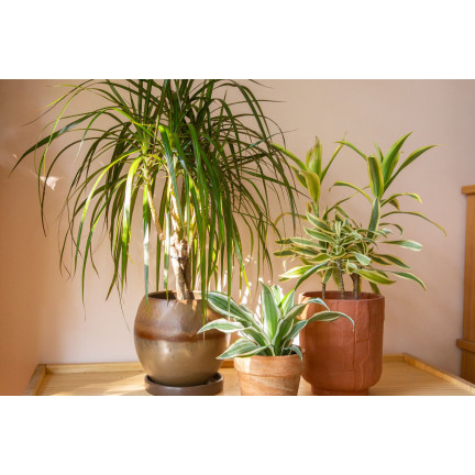 BIO9 ZIEMIA DO PALM JUK DRACEN 5L PODŁOŻE DO ROŚLIN ZIELONYCH Z NAWOZEM BIOVITA