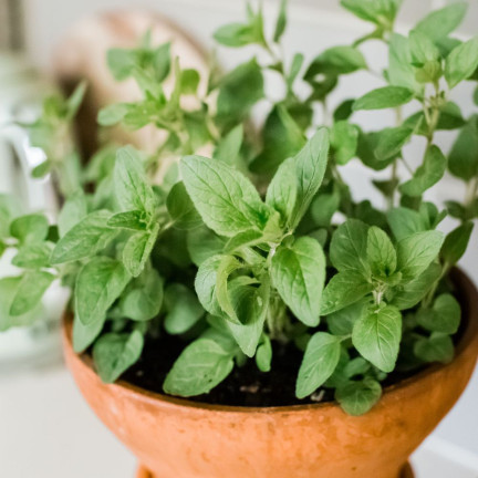 Z3026 OREGANO LEBIODKA NASIONA ZIÓŁ ZIOŁA AROMATYCZNE ZIOŁO KAŻDEJ KUCHNI 0,5G