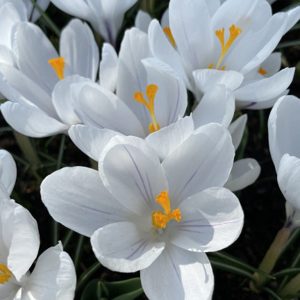 CEB11 KROKUS JEANNE D