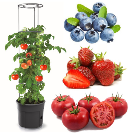 IPOM400-S433 DONICA DONICZKA Z OBRĘCZAMI ZESTAW DO UPRAWY POMIDORÓW GROWER NA POMIDORY
