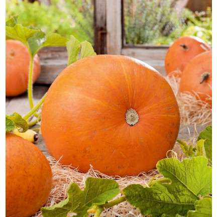 W1038 DYNIA OLBRZYMIA GOLIAS CUCURBITA MAXIMA NASIONA DYNIA OWOCE DO 30KG 4G