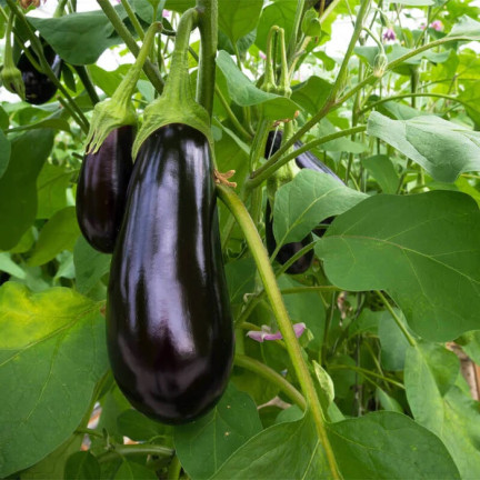 W1003 BAKŁAŻAN NASIONA OBERŻYNA BLACK BEAUTY FIOLETOWA GRUSZKA MIŁOŚCI 1G