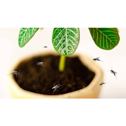 SUM19 Neemzal 5ml, preparat na ziemiórki, środek owadobójczy, olejek neem, Sumin