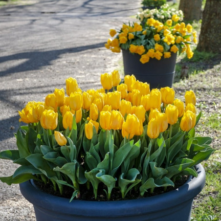 CEB7 TULIPAN YELLOW ANGEL CEBULKA CEBULKI KWIATÓW KWIATOWE 50SZT.
