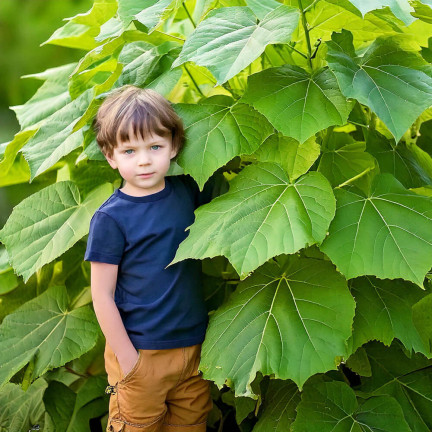 D1232 DRZEWO TLENOWE PAULOWNIA OMSZONA TORAF OXYGEN TREE ZESTAW Z DONICZKĄ