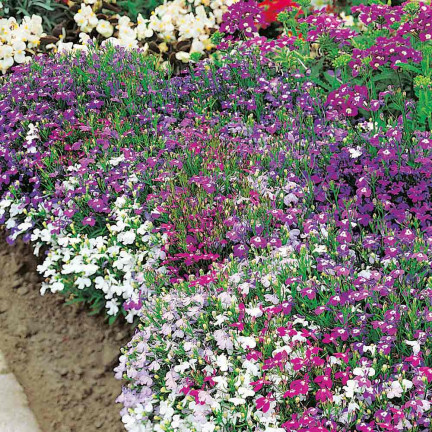 R5837 LOBELIA ZWISAJĄCA CASCADE MIXED 0,1G NASIONA KWIATÓW LOBELII MIESZANKA