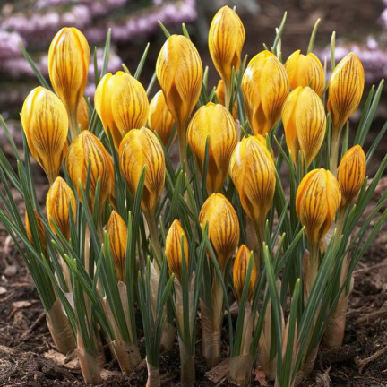CEB18 KROKUS CEBULKI KROKUSÓW FUSCOTINCTUS CHRYSANTHUS 50szt.