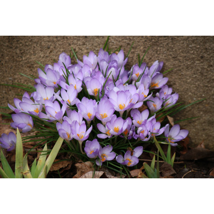 CEB10 KROKUS WIOSENNY BARR