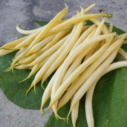 W1047 FASOLA SZPARAGOWA KARŁOWA ŻÓŁTA BERGGOLD B. WCZESNA NASIONA FASOLI FASOLKI 50G