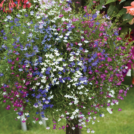 R5837 LOBELIA ZWISAJĄCA CASCADE MIXED 0,1G NASIONA KWIATÓW LOBELII MIESZANKA
