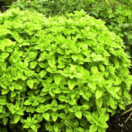 Z3018 MAJERANEK NASIONA ZIÓŁ MAJERANKU ZIOŁA AROMATYCZNY DODATEK DO DAŃ 1G