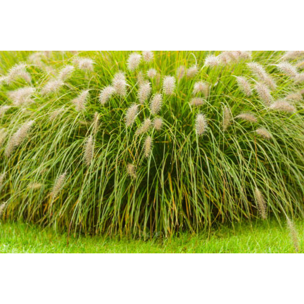 SUM27 Nawóz do traw ozdobnych, Sumin 1kg nawozu, granulki nawozu wieloskładnikowego